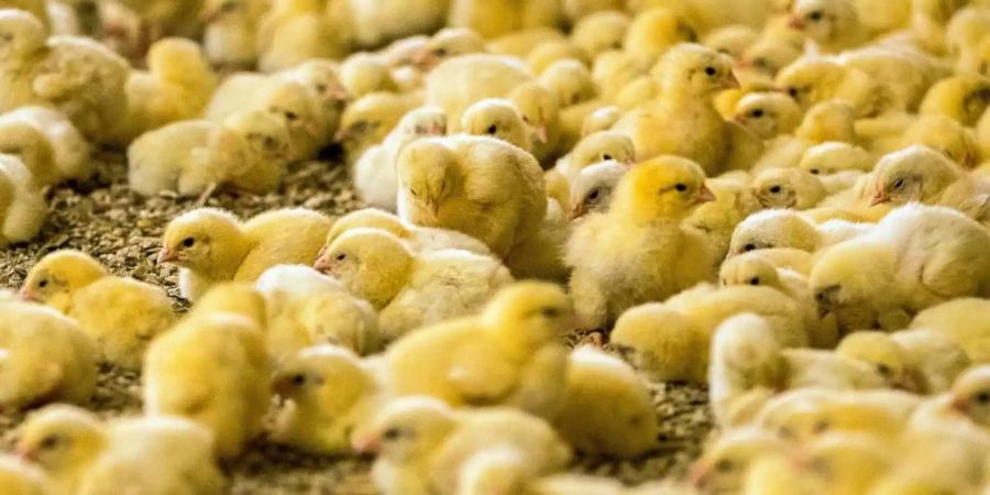 Wenige Tage alte Küken stehen in einem Hähnchenmastbetrieb. Im Streit um das Töten von Millionen männlichen Küken jedes Jahr hoffen Tierschützer auf einen Sieg vor dem Bundesverwaltungsgericht in Leipzig. Foto: Jens Büttner