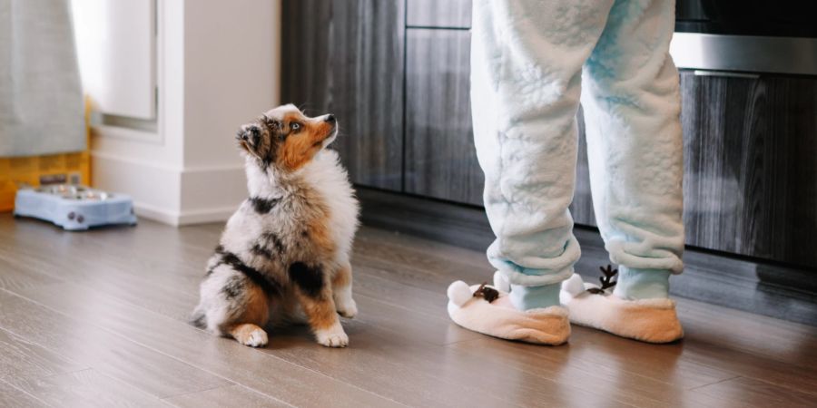 australian shepherd