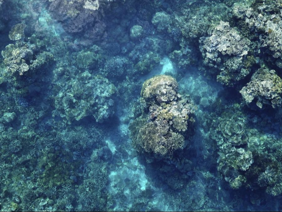 Das Great Barrier Reef erstreckt sich über eine Länge von 2300 Kilometern vor der Nordostküste Australiens und gilt als einer der artenreichsten Lebensräume der Welt. (Archivbild)