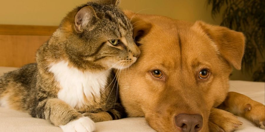 Sowohl Hunde als auch Katzen sind vor Borax nicht sicher.