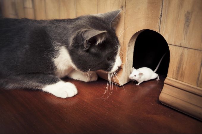 Fresschen zwischendurch: Die Katze geht auch gerne mal auf Mäusejagd. Katze mit Maus