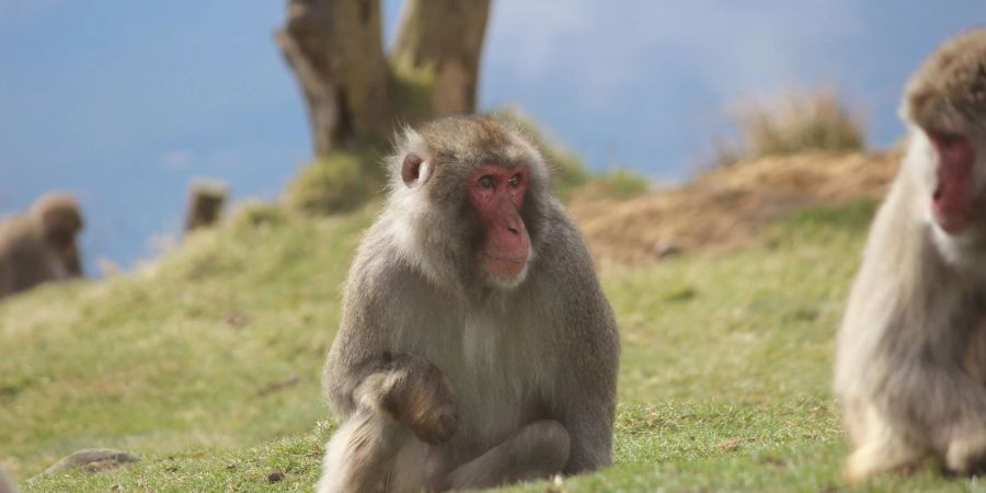 Ein Japanmakak (Macaca fuscata) im Highland Wildlife Park im schottischen KIncraig.