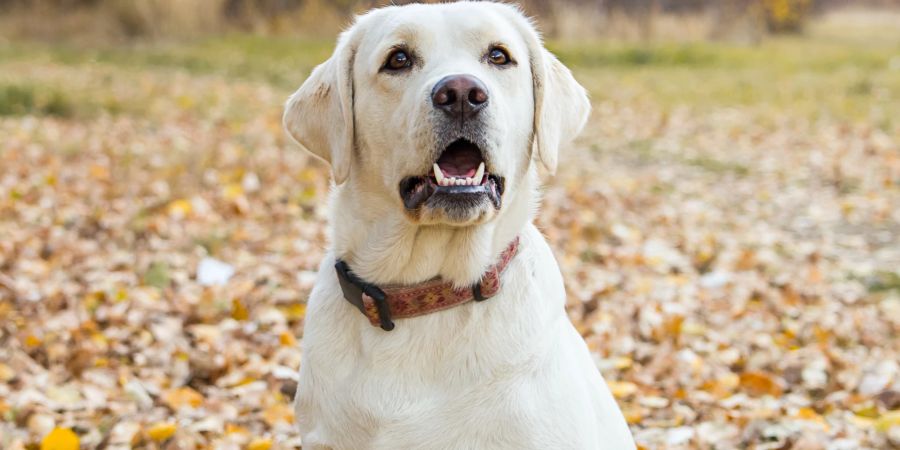 Wenn der Labrador schwerer atmet und träge wird, könnten dies Hinweise für zu viel Gewicht auf den Rippen sein.