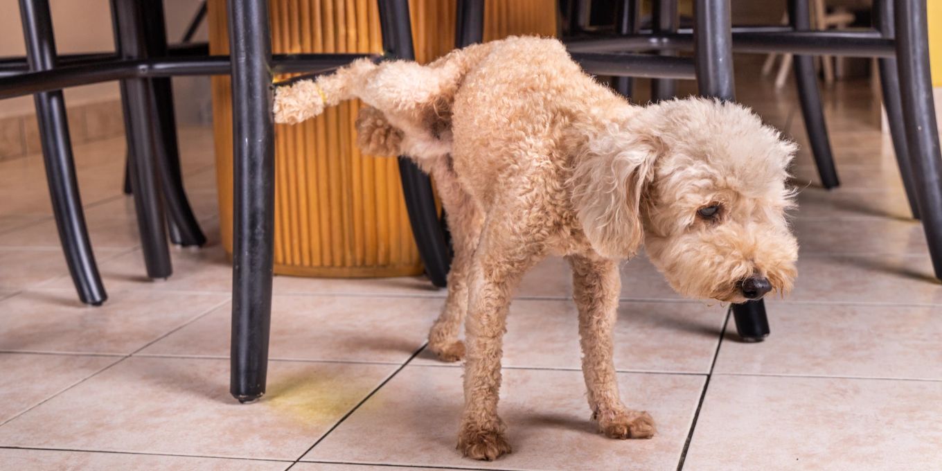 Diese 4 Hausmittel helfen gegen den Geruch von HundeUrin Nau.ch