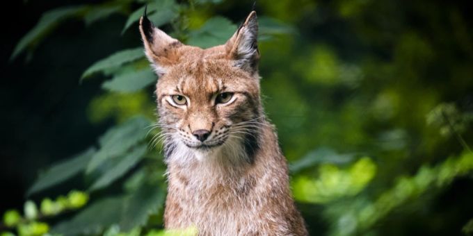 Ein Luchs. Luchs Zoo