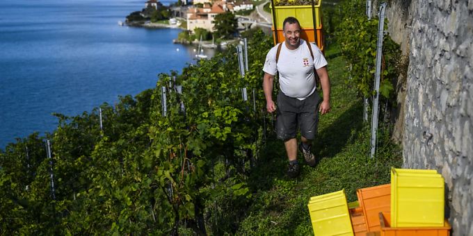 Arbeit im Weinberg: Der Ständerat sagt Ja zur Aufstockung der Mittel für die Förderung von Schweizer Wein. (Archivbild) Weinberg
