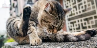 Katze bei Fellpflege