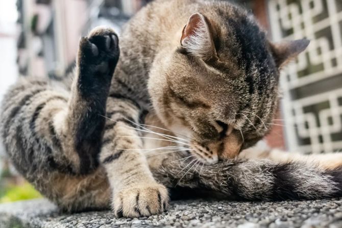 Katze bei Fellpflege