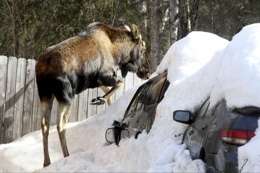 Elch bei verschneitem, Auto