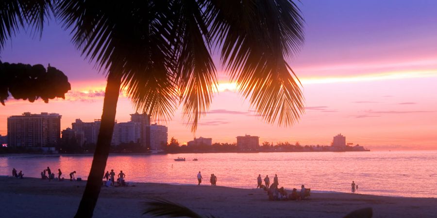 puerto rico, strand, palmen