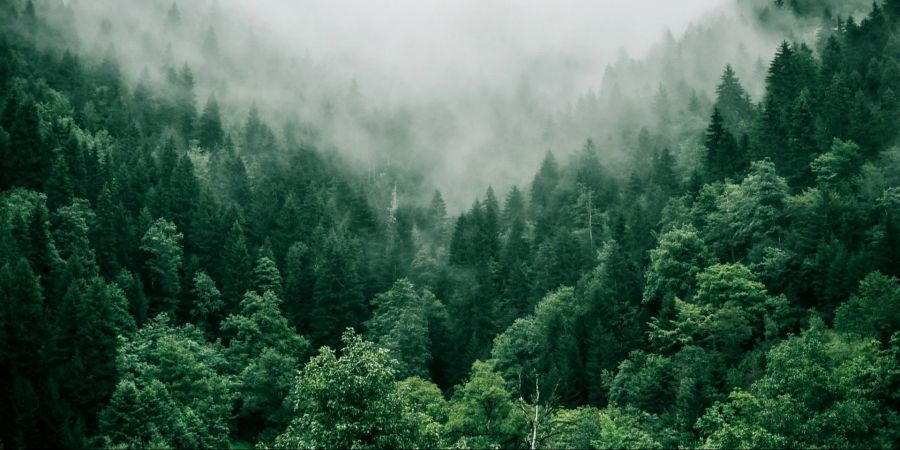 wald abkühlung studie