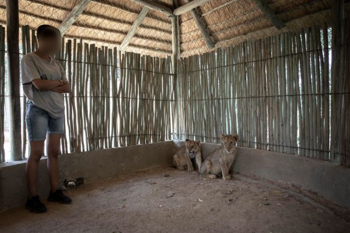 Zahme Wildkatzen? Nur mit tierquälerischen Methoden wird dieses Verhalten erreicht. Löwenbabies