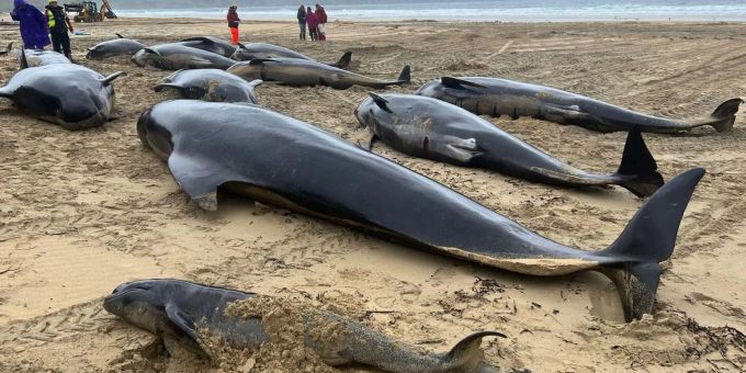Grindwale an einem Strand auf der Isle of Lewis im Nordwesten Schottlands. Mairi Robertson-Carrey/Cristina /PA Media/dpa Grindwale