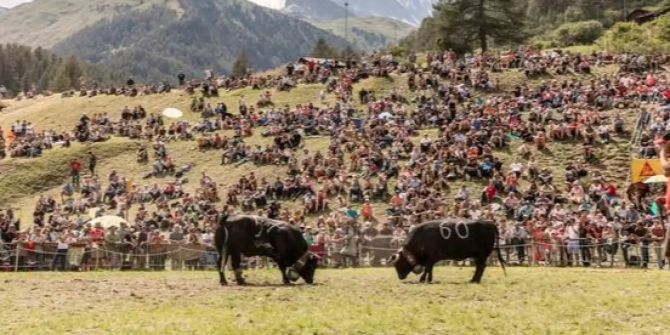 Sommer Ringkuhkampf kommt 2020 nach Zermatt