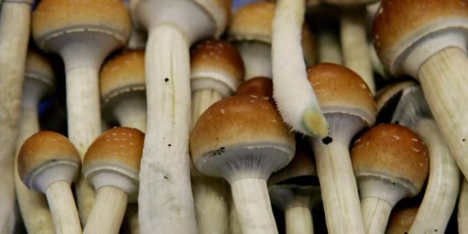 Zürcher Forschende - Depressionen sollen mit Zauberpilz bekämpft werden