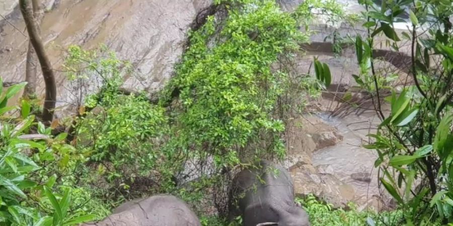 Zwei Elefanten am Rande des Wasserfalls im Khao Yai Nationalpark. Auf tragische Weise sind am Wochenende an dieser Stelle sechs Elefanten ums Leben gekommen: Sie stürzten den steilen Wasserfall herab und ertranken. Foto: Uncredited/Deptment of National Parks/AP/dpa