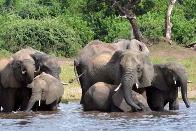 Elefanten im Chobe Nationalpark in Botswana Botswana elefanten