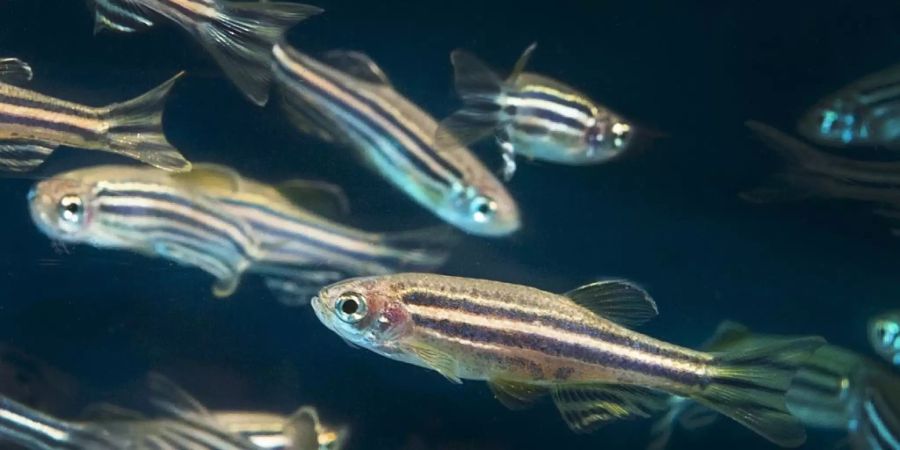 Das Herz von Zebrafischen (auch als Zebrabärblinge bekannt) hat erstaunliche Regenerationsfähigkeiten.