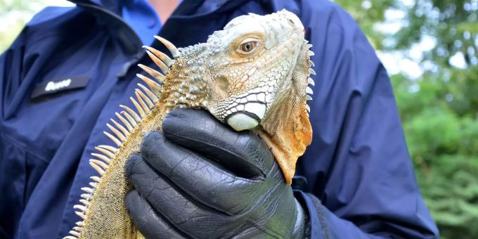 Ein Polizist hält einen eingefangenen Leguan in der Hand. (Symbolbild) Leguan Polizei
