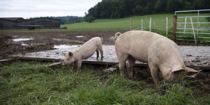 Schweizer Schweinefleisch wird nicht immer so idyllisch produziert wie bei diesen Freiland-Schweinen. schwein Tierschutz