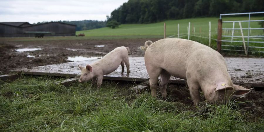 schwein Tierschutz