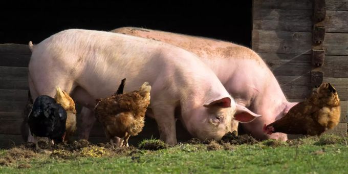 Zürich - Bei Hühnern, Schweinen und Kühen sind Antibiotika immer häufiger wirkungslos