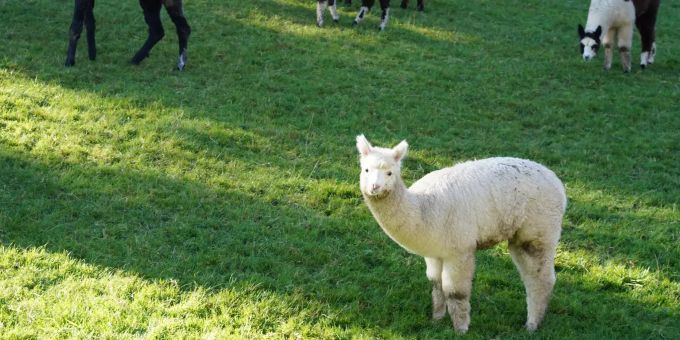 Die Alpacafarm in Burgistein. Die Alpacafarm in Burgistein.