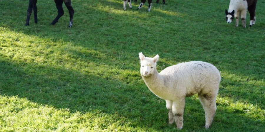 Die Alpacafarm in Burgistein.