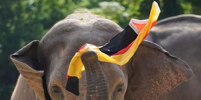 Tierisches Orakel - Elefant Yashoda sieht DFB-Sieg gegen England voraus