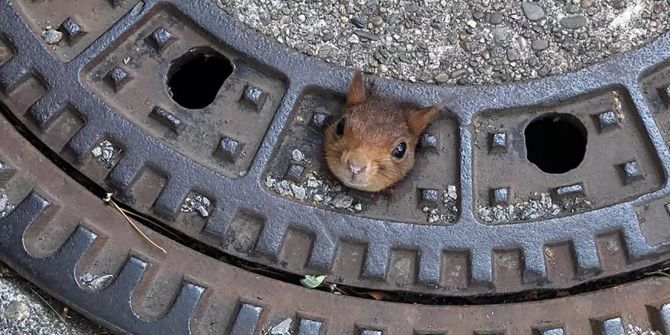 Eichhörnchen steckt in Gullydeckel fest