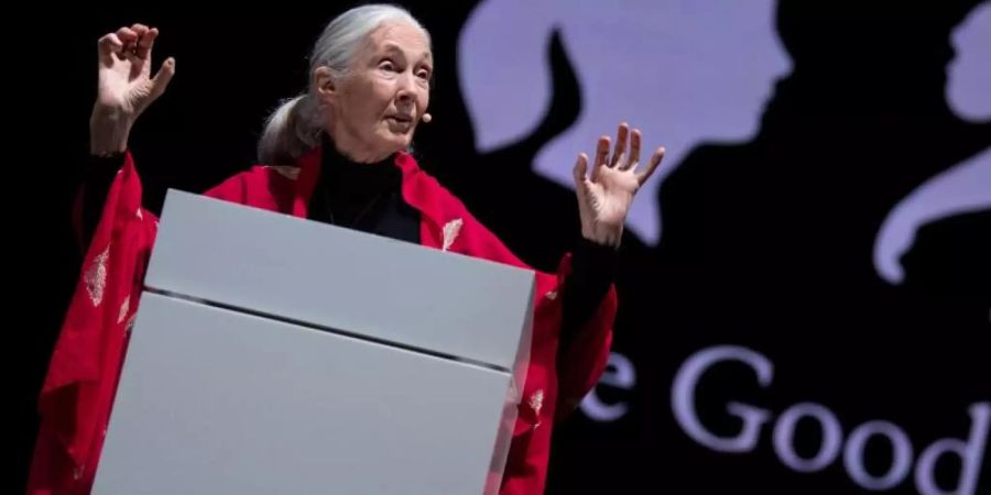 Die britische Verhaltensforscherin Jane Goodall hält in München ihren Vortrag «Reasons for Hope». Foto: Sven Hoppe