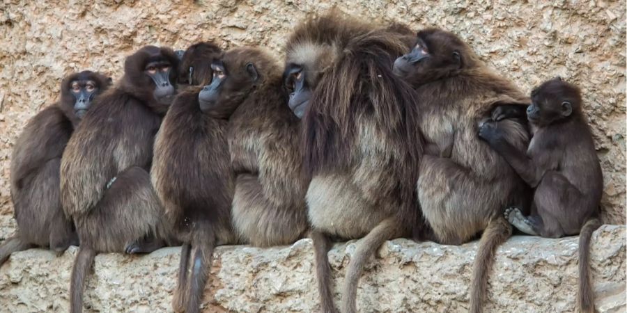 Eine Familie von Dscheladas kuschelt sich in ihrem Gehege im Zürich Zoo zusammen.