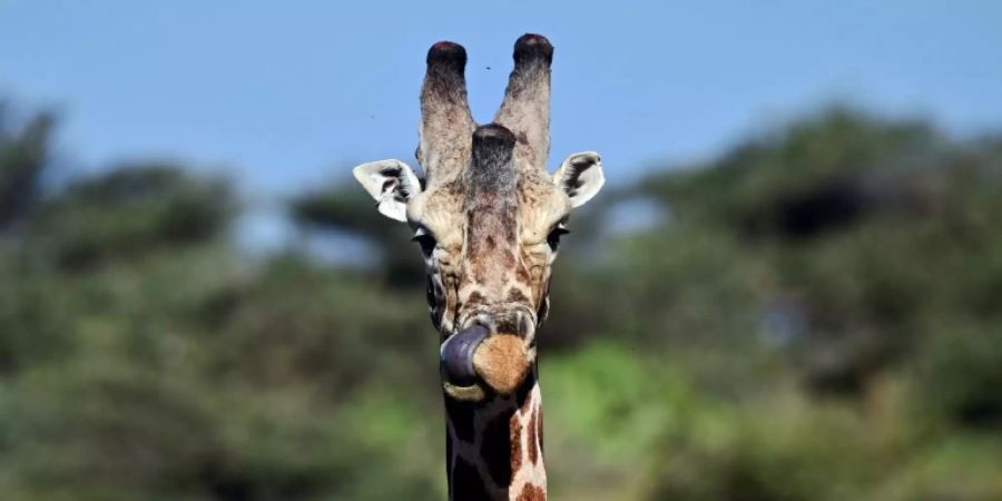 Giraffen verfügen nun über einen Schutzstatus