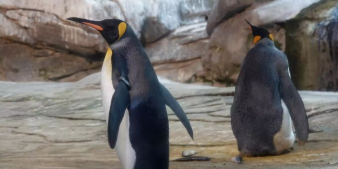 «Ei aufgeplatzt» - Schwules Pinguin-Paar im Berliner Zoo beendet Brut