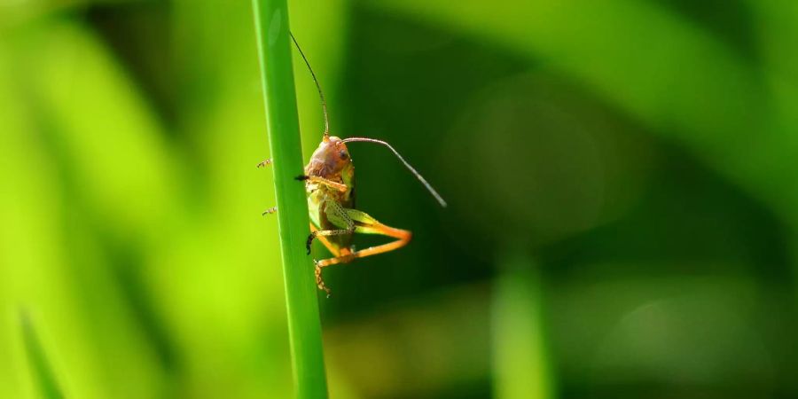 Insekten Krebs