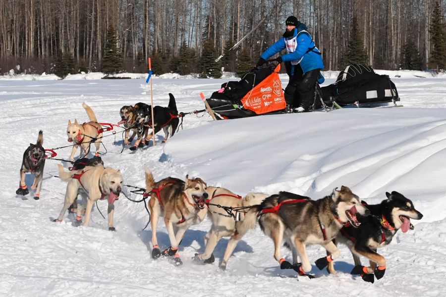 Hundeschlittenrennen Iditarod