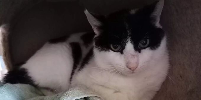 Kater Wolly ist gesundheitlich zwar etwas angeschlagen, dank der Fürsorge seiner Pfleger geht es ihm aber schon viel besser. Tier des Monats