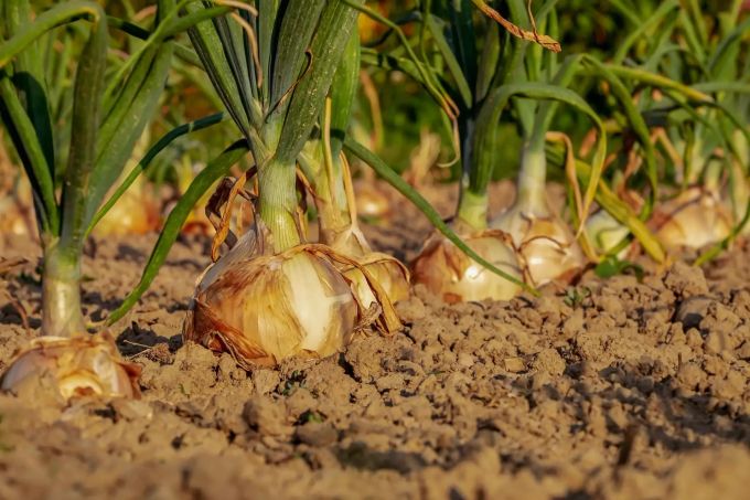 Nach der Gartenarbeit die Händewaschen. Zwiebel