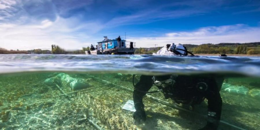 Ein Taucher arbeitet an einem Fund eines rund 4000 Jahre alten Einbaums im Bodensee. Foto: Florian Huber/Wirtschaftsministerium/dpa