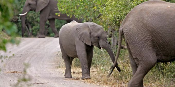 Elefanten im Krüger-Nationalpark in Südafrika haben einen Mann zu Tode getrampelt, der mit Wilderei in Verbindung gebracht wird. wilderei