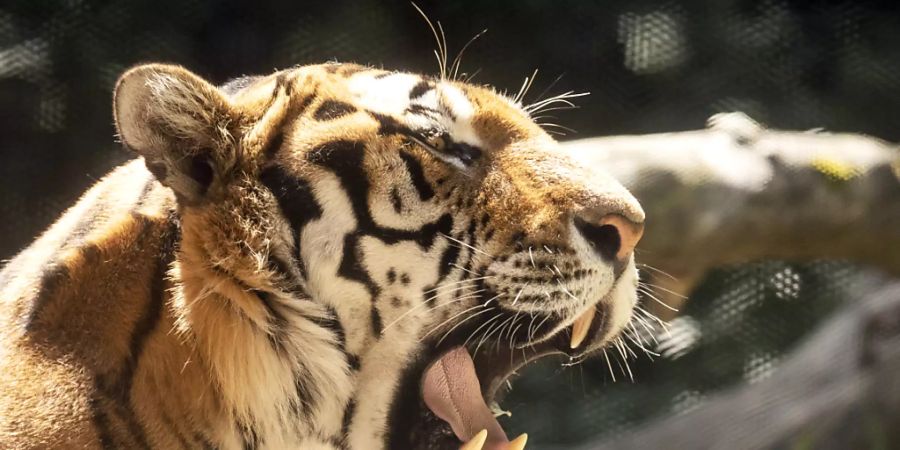 Die Staatsanwaltschaft stellt das Verfahren ein: Der tödliche Tiger-Angriff im Zoo Zürich war ein selbstverschuldeter Arbeitsunfall. (Symbolbild)