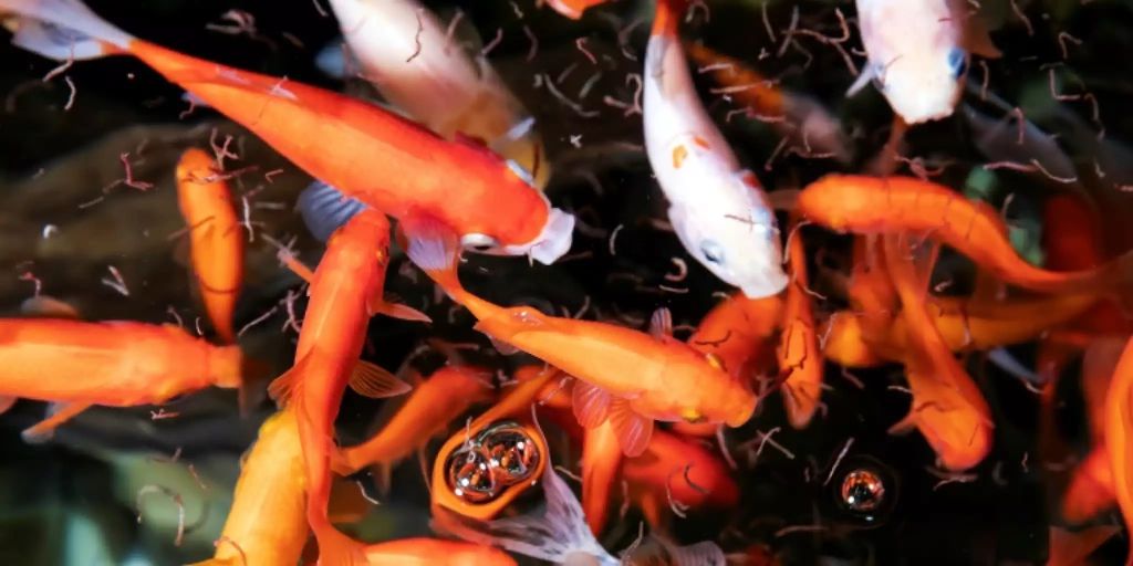 Unbekannte stehlen 200 Goldfische aus Teich in BadenWürttemberg