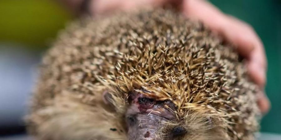 Ein Igel mit einer Kopfverletzung. Immer mehr Igel geraten unter messerscharfe Schneidetechnik. Der Deutsche Tierschutzbund warnt vor den Gefahren von Mährobotern für Igel. Foto: Marius Becker/dpa