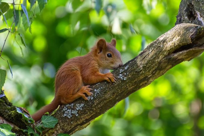 Geraten Jungtiere in Not, muss sofort gehandelt werden. ein Eichhörnchen