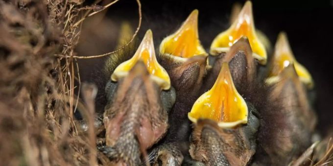 Rotkehlchen-Küken sitzen mit geöffneten Schnäbeln in ihrem Nest. vogel des jahres