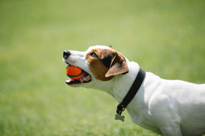Wer mit dem Hund Wurfspiele machen möchte, kann auf ungefährliche Alternativen zurückgreifen, zum Beispiel einem Ball. Hund Ball