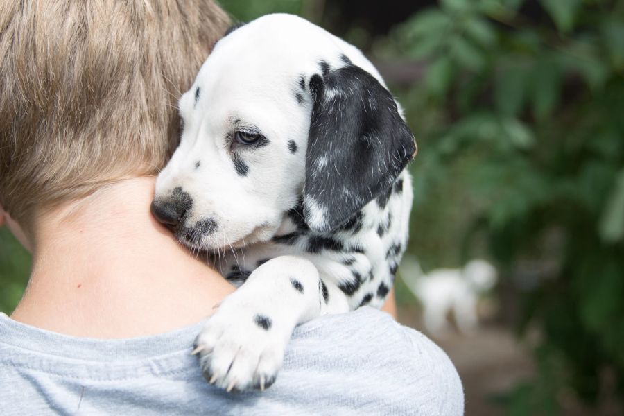 Herz Käufer Hund Symphatie