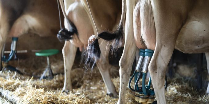 Ein Milchbauer findet es nicht in Ordnung, dass Rivella mit dem Spruch «ohne Milchzügs» für das neue vegane Getränk wirbt. (Symbolbild) Milchbauer Rivella