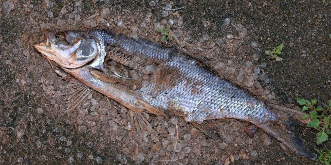 Ein toter Fisch am Ufer der Oder in Lebus. Ein toter Fisch am Ufer der Oder in Lebus.
