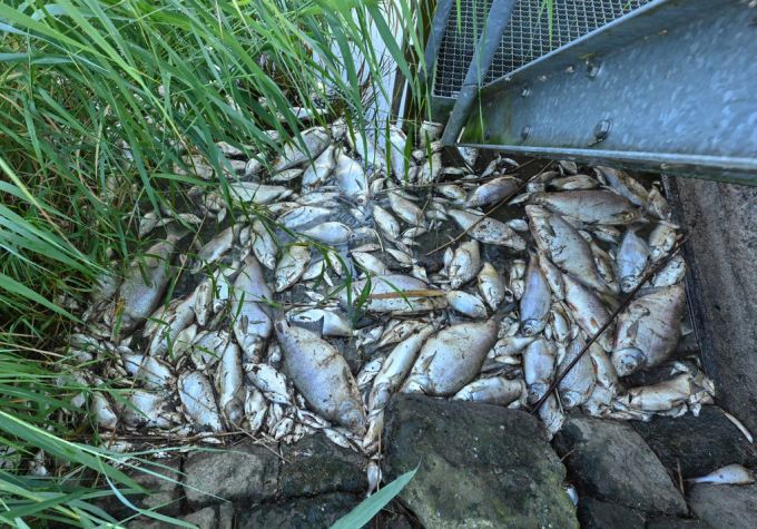 Die Fische in der Oder starben an einem Gift. fische